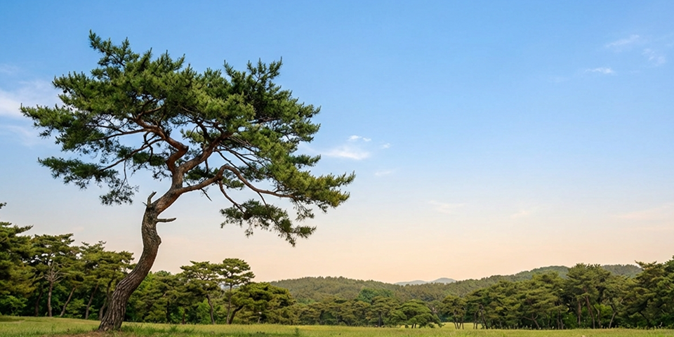 소나무(Korean Pine)