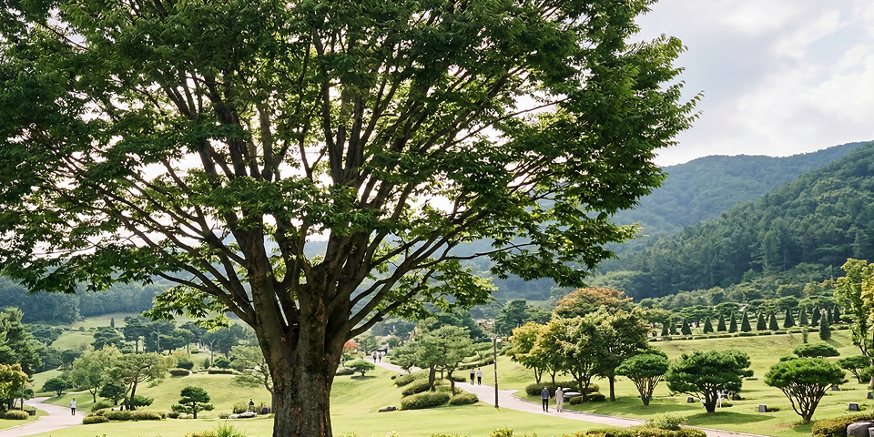 느티나무(Zelkova)
