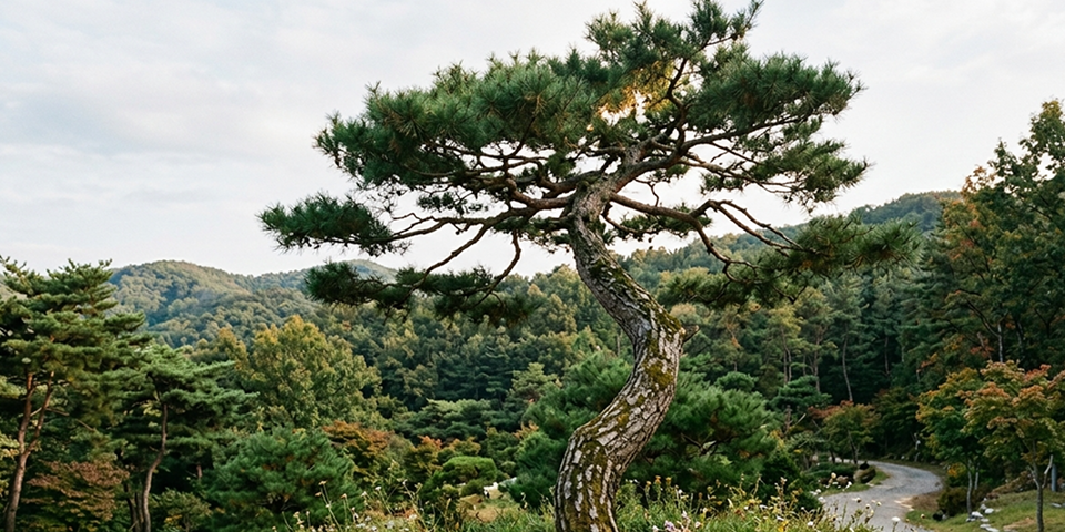 D 구역 (Community Zone)